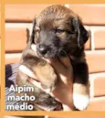 Aipim 