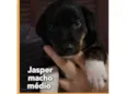 Jasper 