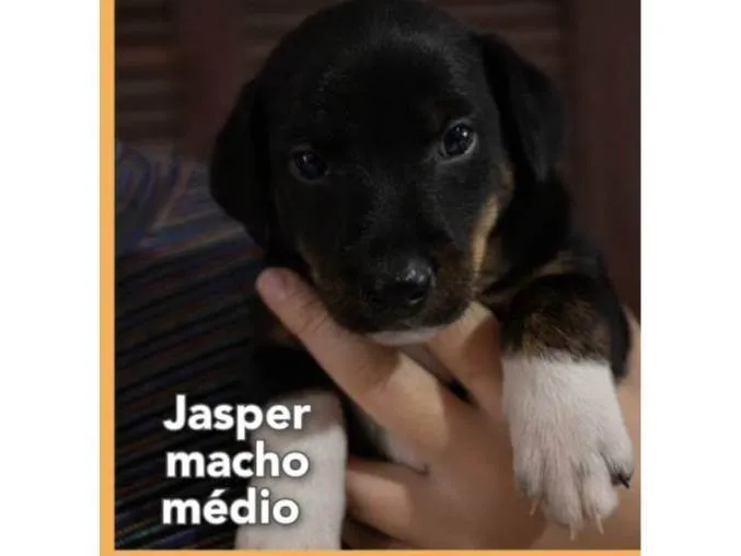Cachorro ra a Mistura entre border collie e salsicha  idade 2 a 6 meses nome Jasper 