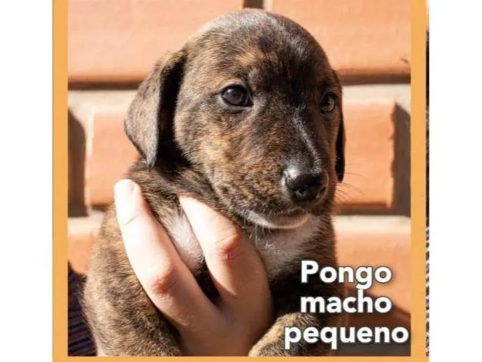 Cachorro ra a Mistura entre border collie e salsicha  idade 2 a 6 meses nome Pongo 