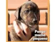 Pongo