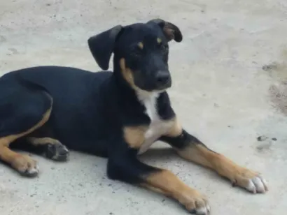 Cachorro raça Não sei a raça  idade 7 a 11 meses nome Bob