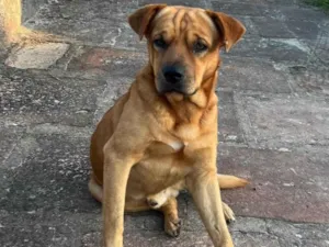 Cachorro raça SRD-ViraLata idade 1 ano nome ALEMAÃO