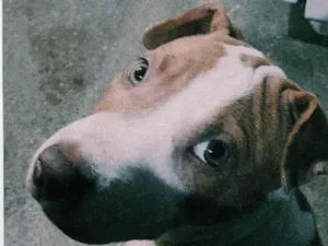 Cachorro raça Pitbull idade 2 a 6 meses nome Dino