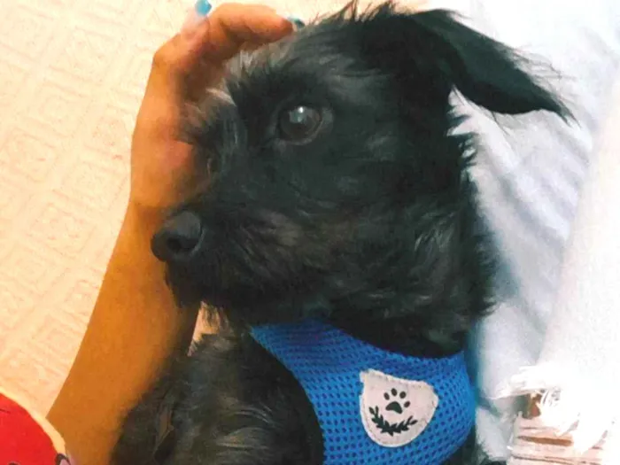 Cachorro ra a SRD-ViraLata idade 2 anos nome Dengoso