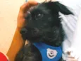 Dengoso