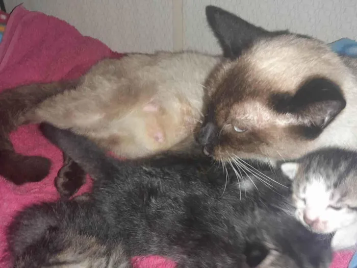 Gato ra a SRD-ViraLata idade Abaixo de 2 meses nome Gatos variados filhotes