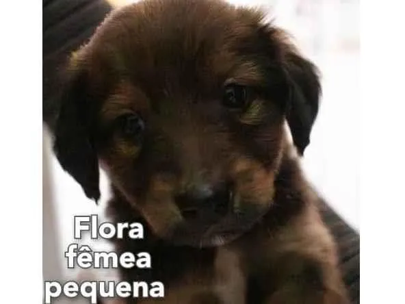 Cachorro ra a Mistura entre border collie e salsicha  idade 2 a 6 meses nome Flora