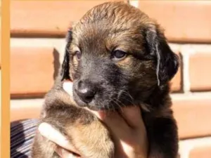 Cachorro raça Mistura entre border collie e salsicha  idade 2 a 6 meses nome Aipim 
