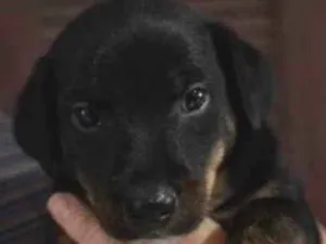 Cachorro raça Mistura entre border collie e salsicha  idade 2 a 6 meses nome Jasper 