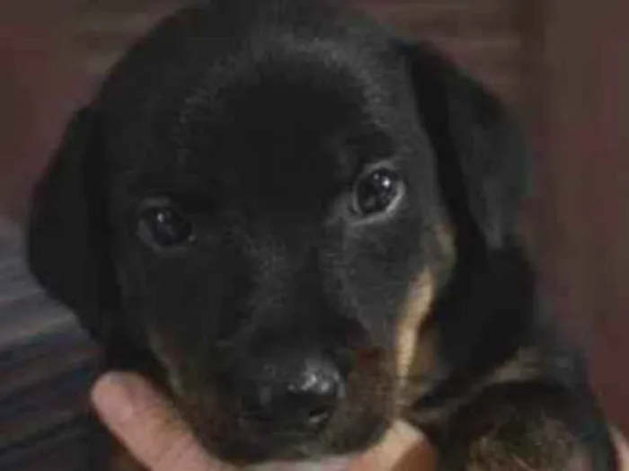 Cachorro ra a Mistura entre border collie e salsicha  idade 2 a 6 meses nome Jasper 