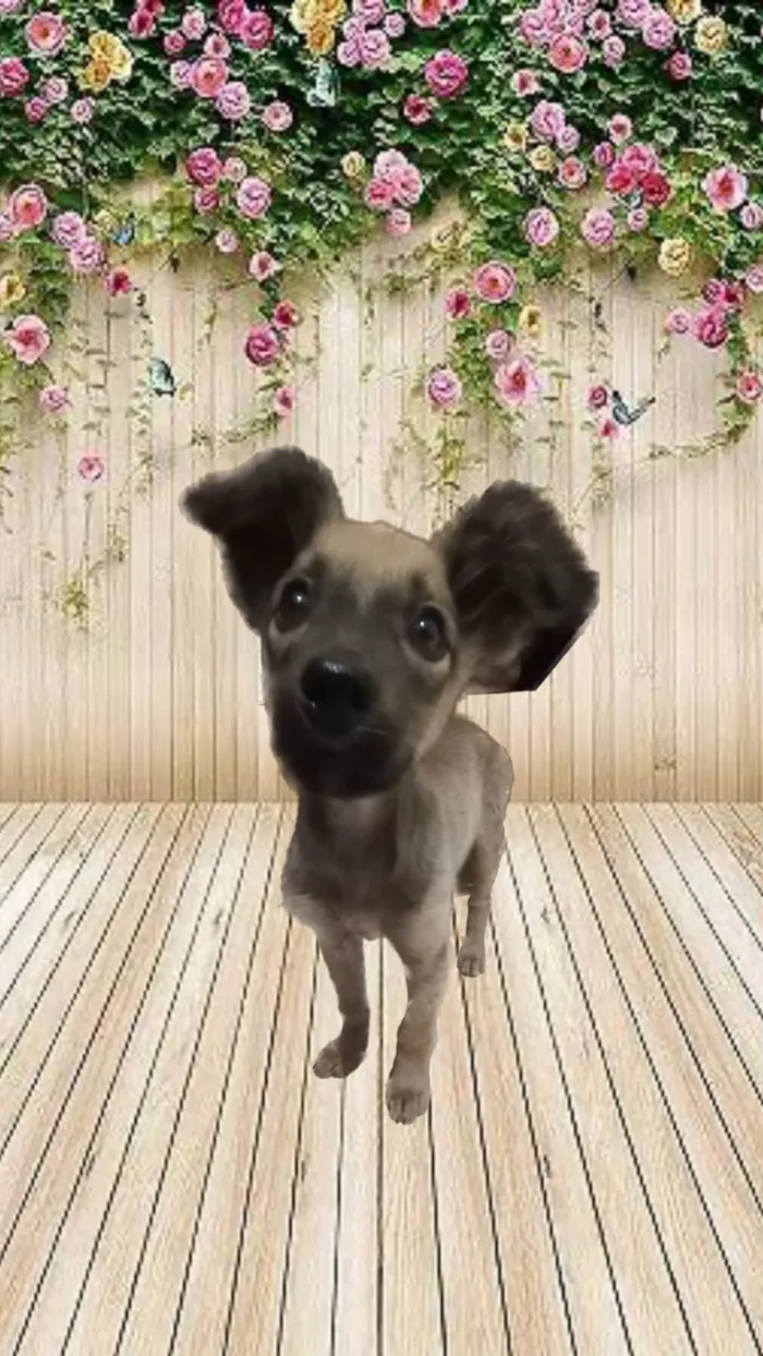 Cachorro raça SRD idade Abaixo de 2 meses nome Sem nome 