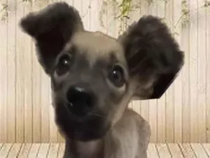 Cachorro raça SRD idade Abaixo de 2 meses nome Sem nome 