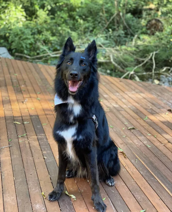 Cachorro ra a Pastor Alemão idade 3 anos nome Chico