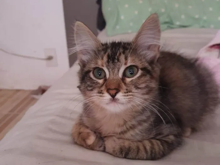 Gato ra a Srd idade 2 a 6 meses nome Barbie