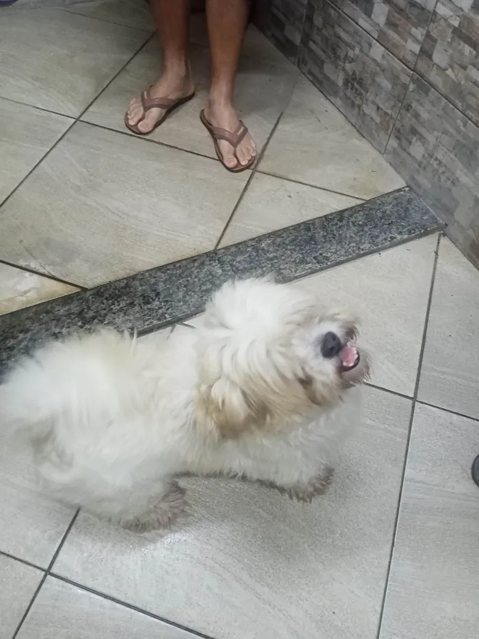 Cachorro ra a Poodlo idade 4 anos nome Lupi