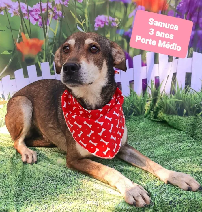 Cachorro raça  idade 3 anos nome Samuca
