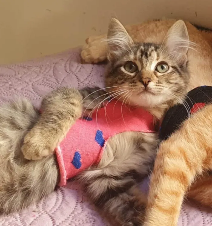 Gato ra a Srd idade 2 a 6 meses nome Barbie