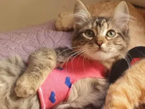 Gato raça Srd idade 2 a 6 meses nome Barbie