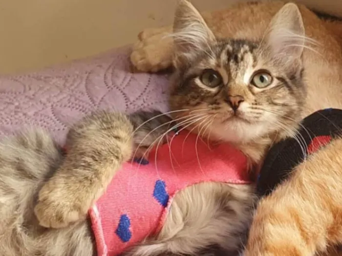 Gato ra a Srd idade 2 a 6 meses nome Barbie