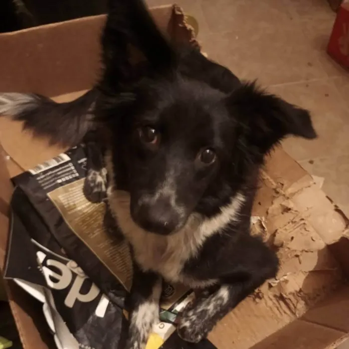 Cachorro ra a Border collie idade 2 anos nome Border