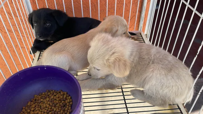 Cachorro raça SRD-ViraLata idade Abaixo de 2 meses nome Zeus