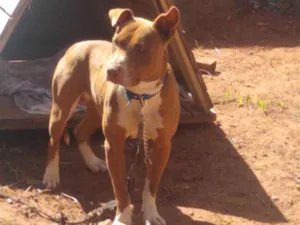 Cachorro raça Pit-Bull idade 2 anos nome Zeus