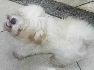 Cachorro raça Poodlo idade 4 anos nome Lupi