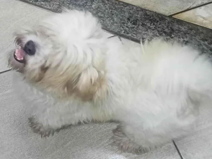 Cachorro ra a Poodlo idade 4 anos nome Lupi