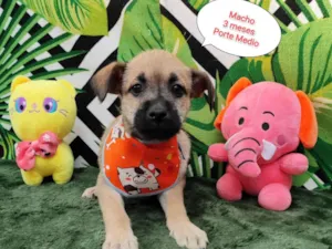 Cachorro raça  idade 2 a 6 meses nome Jerry