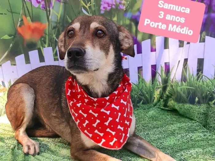 Cachorro raça  idade 3 anos nome Samuca