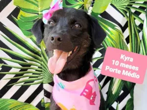 Cachorro raça  idade 7 a 11 meses nome Kyra