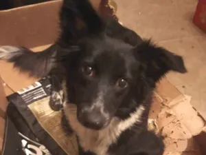 Cachorro raça Border collie idade 2 anos nome Border