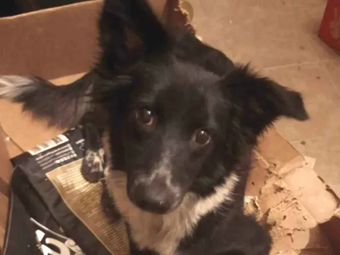 Cachorro ra a Border collie idade 2 anos nome Border