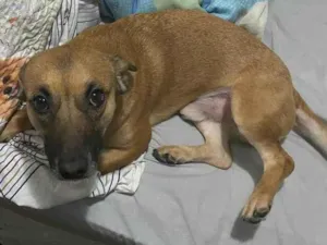 Cachorro raça SRD-ViraLata idade 2 anos nome Dourado (dodô)