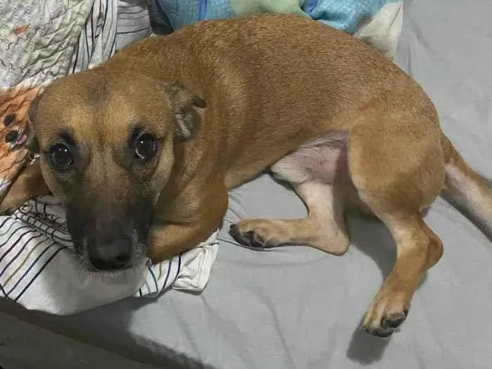 Cachorro ra a SRD-ViraLata idade 2 anos nome Dourado (dodô)