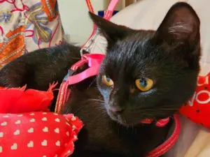 Gato raça SRD-ViraLata idade 2 a 6 meses nome DORAH
