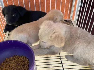 Cachorro raça SRD-ViraLata idade Abaixo de 2 meses nome Groty