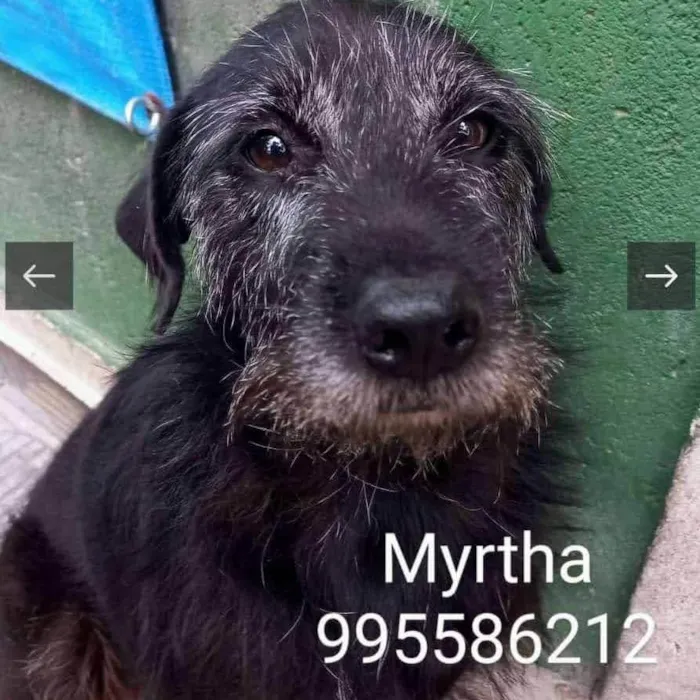 Cachorro ra a SRD-ViraLata idade 3 anos nome Mryta
