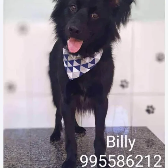 Cachorro ra a SRD-ViraLata idade 2 anos nome Billy
