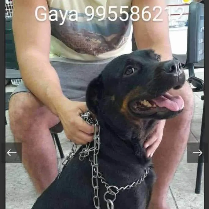 Cachorro ra a SRD-ViraLata idade 7 a 11 meses nome Gaya
