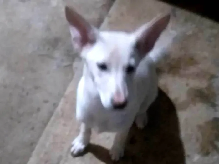 Cachorro ra a SRD-ViraLata idade 7 a 11 meses nome Mel