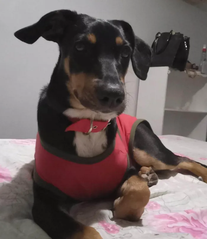 Cachorro ra a SRD  idade 2 a 6 meses nome  Amorinha