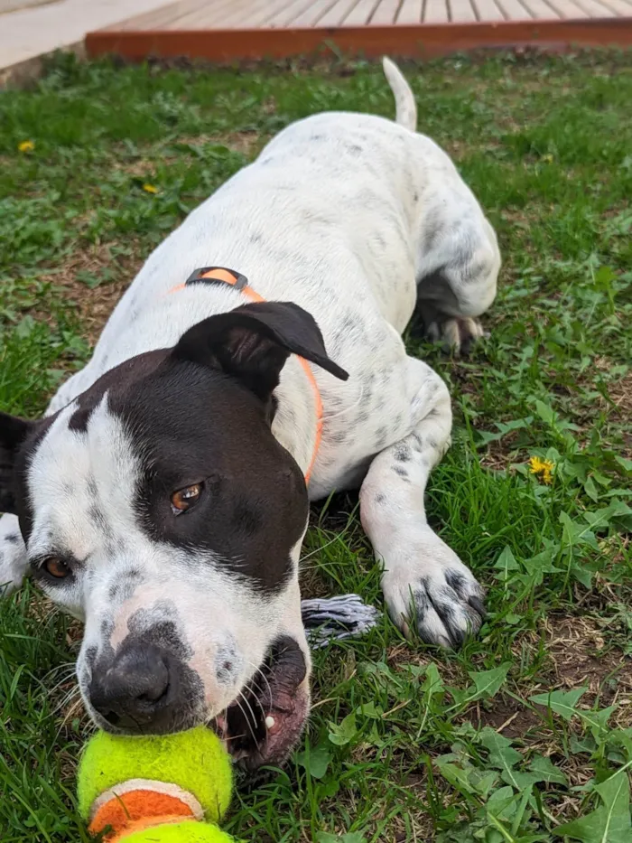 Cachorro ra a SRD-ViraLata idade 2 anos nome Milo