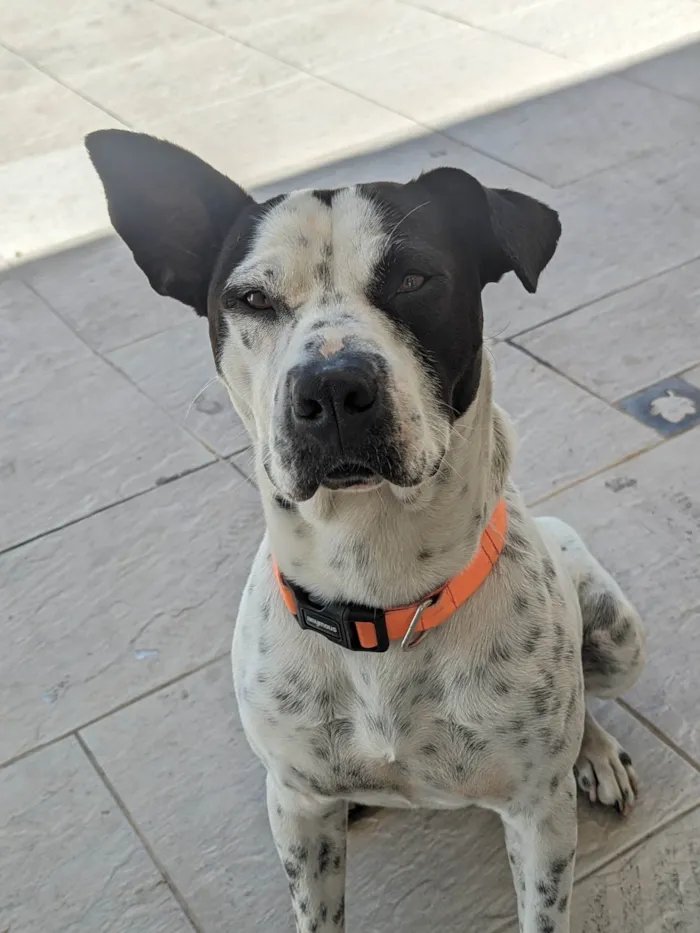 Cachorro ra a SRD-ViraLata idade 2 anos nome Milo