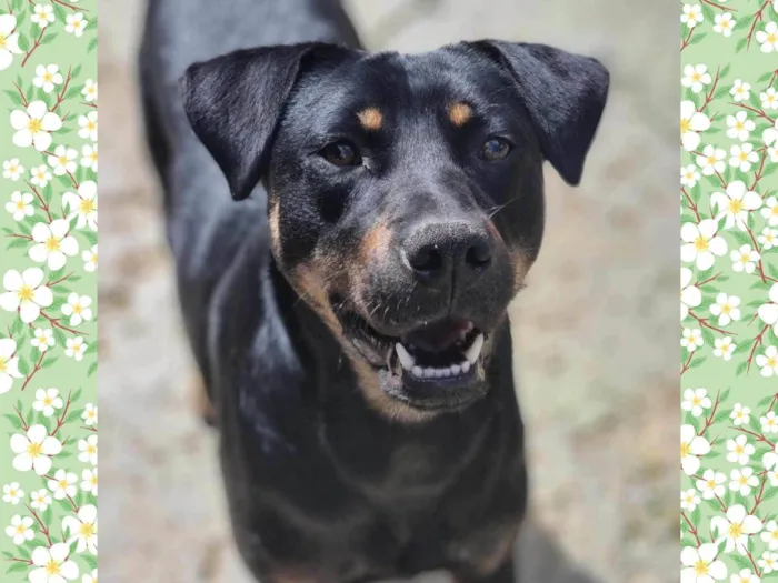 Cachorro ra a SRD-ViraLata idade 1 ano nome ESTRELA