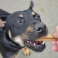 ESTRELA