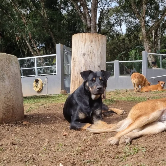 Cachorro ra a SRD-ViraLata idade 1 ano nome ESTRELA