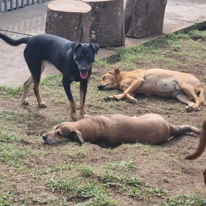 Cachorro ra a SRD-ViraLata idade 1 ano nome ESTRELA