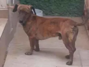 Cachorro raça SRD-ViraLata idade 4 anos nome Ozzy